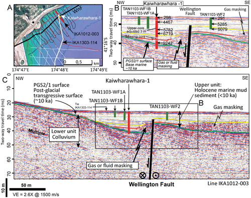 Figure 4. Seismic reflection profile IKA1012-003, showing location of sediment cores collected on either side of the Wellington Fault, offshore of Kaiwharawhara. A, IKA1012 boomer lines (in red), including profile IKA1012-003 (thick red line), IKA1303 profiles in white, and previous New Zealand Oceanographic Institute archived analogue survey data (in black) (Lewis Citation1989). Thick black line labelled WnF is the Wellington Fault, modified from Lewis (Citation1989). Kaiwharawhara-1 core, white dot; TAN1103-WF cores, yellow dots. B, Detail of profile IKA1012-003, showing sediment cores, with radiocarbon ages in calibrated years BP and interpreted reflections (green (PGS2/1), red and yellow). C. Profile IKA1012-003, showing interpreted upper and lower seismic units and key reflections (green (PGS2/1), red and yellow), sediment cores, and the Wellington Fault. The vertical scale bar and the depth-to-time conversion of sediment cores assumes a p-wave velocity in sediments of 1550 m/s.