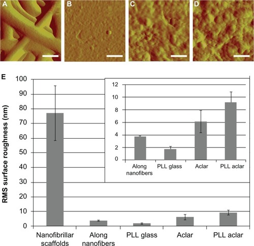 Figure 2 AFM surface roughness investigation of scaffolds. High-resolution AFM deflection images of (A) nanofibrillar scaffold, (B) PLL glass, (C) Aclar, and (D) PLL Aclar by an A scanner RMS surface roughness measurement results (E) of nanofibrillar scaffolds, along nanofibers, PLL glass, Aclar, and PLL Aclar.Notes: Scale bars, 250 nm. The mean RMS surface roughness measurements showed that nanofibrillar scaffolds had the highest surface roughness but surface roughness along individual nanofibers was comparable to the planar surfaces (inset). Error bars show the standard deviation.Abbreviations: AFM, atomic force microscopy; PLL Aclar, poly-L-lysine-functionalized planar Aclar; PLL glass, poly-L-lysine-functionalized planar glass; RMS, root mean square.