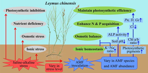 Figure 9. Pathway proposed for improving stress tolerance in L. chinensis through AMF inoculation under saline-alkaline stress condition. AMF facilitates nutrient uptake and ion balance in both root and shoot, which contribute to the increase in photosynthetic pigment and efficiency. Increased nutrient accumulation and photosynthesis improvement provide high biomass production. The degree of plant benefit from AMF associations varied among AMF species, AMF abundance and stress level. The upward and downward short arrows represent the positive and negative effects of AMF on physiological and biochemical parameters of L. chinensis or the rhizosphere soil, respectively.