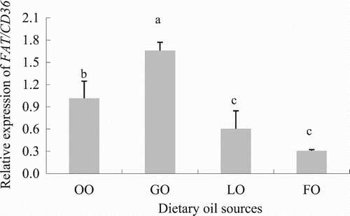 Figure 13. Effect of dietary oil sources on FAT/CD36 expression in grass carp (C. idellus). Values are expressed as means ± SD (n = 8). Different letters denote statistically significant differences among dietary groups (P < .05).