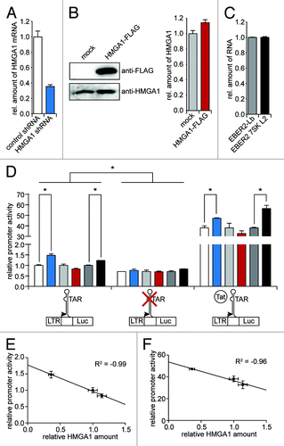 Figure 4. HMGA1 diminishes TAR-dependent HIV-1 transcription. (A) HeLa cells were subjected to a shRNA-mediated knockdown of HMGA1. The relative amount of HMGA1 mRNA was quantified using qantitative RT-PCR. The mRNA amount upon expression of a non-targeting control shRNA was abitrarily set to 1. (B) HMGA1-FLAG fusion protein was overexpressed in HeLa cells compared with mock transfected cells. HMGA1 amounts were quantified by western blot analyses using anti-FLAG and anti-HMGA1 antibodies. Protein amounts were quantified from anti-HMGA1 western blot signals using ImageJ software. (C) The 7SK L2 substructure (EBER2 7SK L2) was overexpressed in HeLa cells and compared with an overexpression of the EBER2 backbone (EBER2-Lb). The expression levels of both constructs were analyzed in quantitiative RT-PCR. β-actin was used as housekeeping gene and the levels of EBER2-Lb RNA were abitrarily set to 1. (D) Cells upon knockdown or overexpression of HMGA1 or overexpression of 7SK L2 (A–C) were either cotransfected with a mock vector or a HIV-1 Tat expression vector. After 24 h, they were transfected with either a wild-type HIV-1 LTR-driven luciferase reporter construct or a TAR-lacking HIV-1 LTR-driven luciferase reporter construct. Another 24 h later, relative promoter activity was assessed by measuring the luciferase activitiy. The promoter activity upon control shRNA, mock transfection and EBER2 backbone expression in the absence of Tat was abitrarily set to 1. (E) The HIV-1 promoter activity in the absence of Tat (D) was correlated with the relative amounts of HMGA1. (F) as in (E), but for the HIV-1 promoter activity in the presence of Tat.