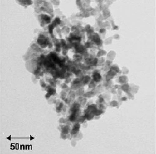 Figure 9. TEM image of CuO nanopowder calcined at 200°C Citation34.