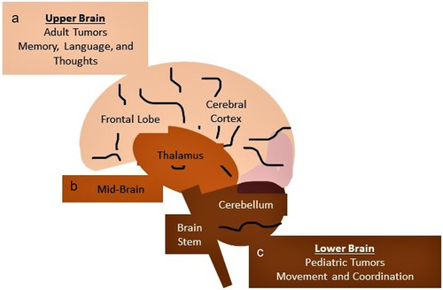 Figure 1. Figure 1 describes the regions of brain and their functions. (a) Upper Brain, (b) Mid-Brain, and (c) Lower Brain.