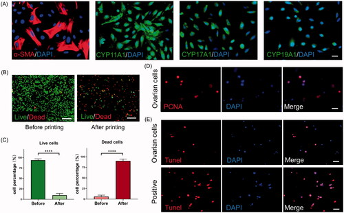 Figure 2. Functional investigation of cell-laden printing by an extrusion-based method. (A) Immunofluorescence staining against α-smooth muscle actin (α-SMA), CYP11A1, CYP17A1 and CYP19A1 in a two-dimensional (2D) culture system. Scale bar = 25 μm. (B) Calcein-AM/propidium iodide staining and (C) quantification of the cell viability before and after printing. ****p < 0.0001. Scale bars = 500 μm. (D) Immunofluorescence staining against proliferating cell nuclear antigen (PCNA) for cells included in scaffolds. Scale bar = 25 μm. (E) Apoptotic ovarian somatic cells in the scaffolds were detected by terminal deoxynucleotidyl transferase dUTP nick end-labeling (TUNEL) staining. DAPI, 4′,6-diamidino-2-phenylindole. Scale bar = 25 μm.