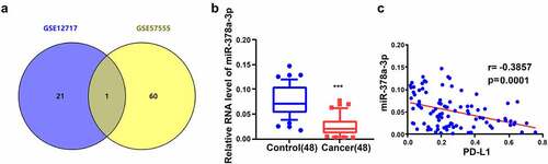 Figure 1. miR-378a-3p is lowly expressed in HCC tissues. (A) HCC GEO datasets (GSE12717 and GSE57555) were analyzed and one lowly expressed gene was identified from the intersection. (B) qRT-PCR analysis of miR-378a-3p expression in 48 pairs of HCC and normal tissues obtained from HCC patients. (C) Negative correlation between miR-378a-3p and PD-L1 expression in HCC samples. ***P < 0.001.