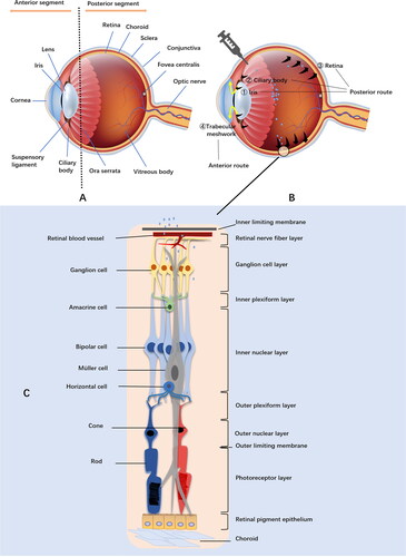 Figure 2. The structure of the eyeball. A: The ocular posterior segment located behind the lens, containing the vitreous body, the retina, the optic disc, the choroid and most of the sclera. The lens and the part in front of it, called the anterior segment. B: Two elimination routes after intravitreal administration. The anterior clearance route refers to the path excluded via trabecular meshwork outflow channels (yellow arrows), while the posterior route is the exit through the iris, ciliary body and retina (black arrows). C: Schematic diagrams of the retina.