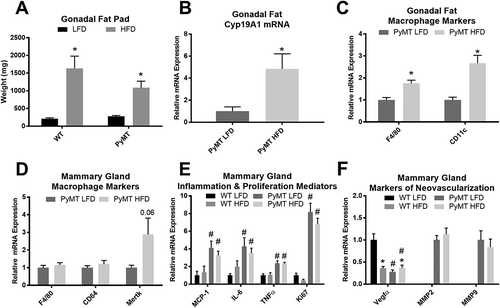 Figure 3. Markers of inflammation in the gonadal fat and mammary gland in pre-menopausal experiment. WT and PyMT mice were fed either a LFD or HFD for 16 weeks. Gonadal fat pads were removed, weighed and analyzed for aromatase expression and macrophage markers using RT-qPCR. Mammary glands were removed and analyzed for macrophage markers, inflammation and proliferation mediators, and markers of neovascularization using RT-qPCR. a. Total gonadal fat weights for each treatment group. b. Aromatase mRNA gene expression for cancer groups in the gonadal fat. c. mRNA expression of macrophage marker F4/80 and CD11c in gonadal fat. d. mRNA expression of macrophage marker F4/80, CD11c, Mertk in mammary gland. e. Markers of inflammation and proliferation in the mammary gland to include MCP-1, IL-6, TNFα, Ki67. f. Markers of neovascularization in the mammary gland to include Vegfα, MMP2/9. *main effect of diet, #main effect of genotype. Data are represented as ±SEM, WT LFD, n = 8 WT HFD, n = 8 PyMT LFD, n = 12 PyMT HFD, n = 15.