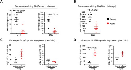 Figure 6. Immune responses after COVID-19mRNA vaccination and virus challenge in aged and young mice. (A) Vaccination-induced serum neutralizing antibody titre against SARS-CoV-2 B.1.1.7 at day 14, 28 after the first dose of vaccine. (B) Serum-neutralizing antibody titre against SARS-CoV-2 B.1.1.7 at day 2 post-virus challenge. Data represent mean ± SEM. n = 6 for each group. **P < 0.01 by Student’s t-test. (C) Viral-specific IgG-producing cells were detected by in vitro stimulation of spleen single cells suspension with inactivated SARS-CoV-2 virus for 48 h. IgG-producing cells were visualized by staining with a mouse IgG ELISPOT kit. (D) Interferon-γ-producing cell responses in the spleens collected at 2 dpi from vaccinated mice. Viral-specific interferon-γ producing cells were detected by in vitro stimulation of single-cell suspension sample with SARS-CoV-2 RBD peptide pool and NP protein for 48 h and then visualized by staining with a mouse IFN-γ ELISPOT kit. Data represent mean ± SD. n = 3 for each group. **P < 0.01 by Student’s t-test.