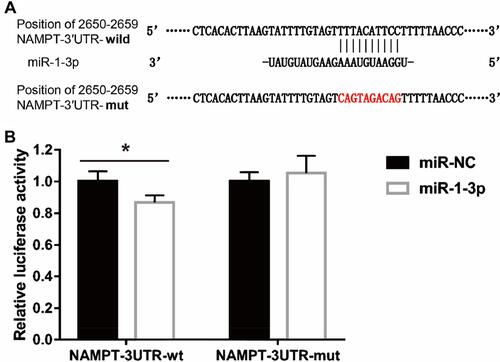 Figure 6 Interaction between NAMPT and miR-1-3p transcripts. (A) Illustration of the sequences of the putative miR-1-3p binding site in the NAMPT 3′-UTR and its mutant. (B) The interaction of miR-1-3p with the NAMPT mRNA at 3′-UTR in HCT116 cells was confirmed by the dual-luciferase reporter assay. Data were presented as the mean ± SEM. *P < 0.05.