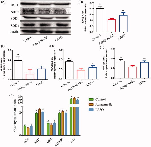 Figure 2. Effects of LBSO on antioxidative stress in the testis in vivo. (A) Representative Western blot image; mean densities of (B) HO-1, (C) NRF2, (D) SOD-1, and (E) SOD-2 in testicular tissue. Densitometry was used to compare the expression levels. β-Actin was used as an internal loading control. All data were expressed as the mean ± SD, n = 10; *p < 0.05, ***p < 0.001, compared with the ageing model. (F) The levels of SOD, 8-OHdG, ROS, MDA, and GSH in serum were measured. All data were expressed as the mean ± SD, n = 10; *p < 0.05, compared to the ageing model.