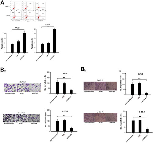Figure 2. Apoptosis, migration and invasion of DoTc2 and C-33-A cells after transfection using siHOTAIR1. (A) upper panel, flow cytometry results, lower panel: % of apoptosis cells. (Ba) left side: transwell assay results, right side: cell count. (Bb) migration assessment. Left side: transwell assay results, right side: cell count. Experiments were triplicated. Comparisons were made using one-way ANOVA. * and ** p < 0.05 and < 0.01.