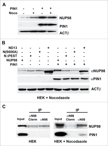 Figure 6. PIN1 interacts with and promotes the stability of NUP98. A), HEK293 cells were transfected with an expression construct for PIN1. Extracts were obtained from nocodazole-treated cells (noco) or from control cells. Immunoblot analysis was performed using an anti-NUP98 (NUP98) or an anti-PIN1 (PIN1) antibody. Loading control: Anti-ßactin (ßACT). B), HEK293 cells were transfected or co-transfected with expression constructs for NUP98, NUP98ΔPEST (NΔPEST), NUP98(S606A) (N(S606A)), NUP98-HOXD13 (ND13), or PIN1. Immunoblot analysis was performed using an anti-NUP98 (NUP98) or an anti-PIN1 (PIN1) antibody. Loading control: Anti-ßactin (ßACT). C), HEK293 cells were transfected with an expression construct for HA-tagged PIN1. Extracts were obtained from nocodazole-treated cells or from control cells and subjected to immunoprecipitation (IP) with an antibody directed against the C-terminal portion of NUP98 (αN98C-term), which recognizes only the non-phosphorylated form of NUP98, or with an antibody directed against the N-terminus of NUP98 (αN98), which recognizes both phosphorylated and non-phosphorylated NUP98. Immunoblot analysis was performed using an anti-NUP98 (NUP98) or an anti-PIN1 (PIN1) antibody.