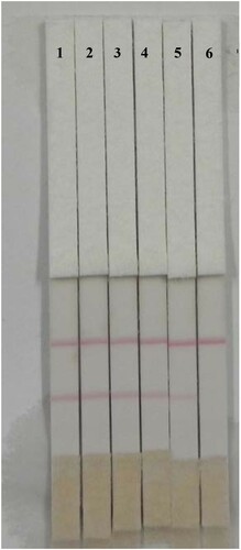 Figure 5. Analysis of cyproheptadine concentration with strip in PBS (1 = 0 ng/mL, 2 = 0.1 ng/mL, 3 = 0.25 ng/mL, 4 = 0.5 ng/mL, 5 = 1ppb, 6 = 2.5ppb, the strip cut-off completely at 2.5 ng/mL of cyproheptadine).