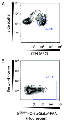 Figure 6. Gating strategy for identification of functional CD62L on CD4+ T lymphocytes. The CD4+ T cell population was selected based on side scatter and CD4-APC expression. Hereafter binding of the glycoprobe to functional CD62L molecules was distinguished by means of the fluorescent glycoprobe signal and forward scatter.