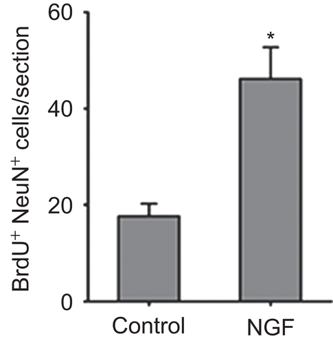 Figure 4.  The number of BrdU immunoreactive cells co-expressing NeuN.