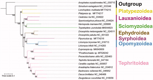 Figure 1. The phylogenetic tree of IQ-tree analysis based on 13PCGs. ‘*’ indicated newly sequenced data in this study.