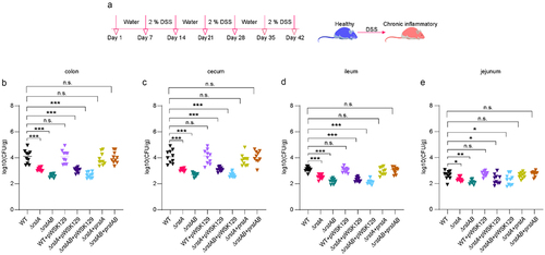 Figure 1. RstAB promotes LF82 virulence in chronic colitis mice.