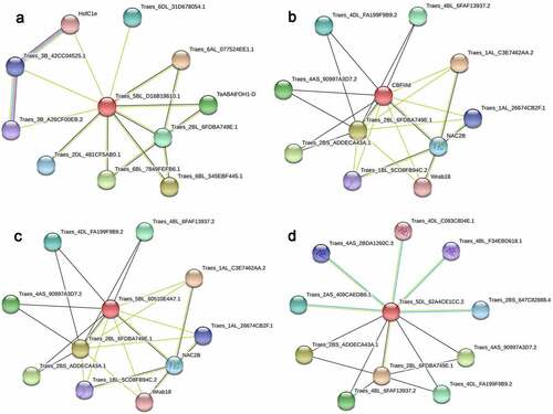 Figure 6. Predicted protein interaction networks of LpCBF3a (a), LpCBFIa (b), LpCBFIIIc (c), and LpCBFVb (d). Protein interaction networks were generated using STRING online with Triticum aestivum as the background. Edges represent protein–protein associations, nodes represent proteins, and red nodes represent query proteins. Black, green, blue, light sky-blue, and purple lines represent co-expression, text-mining, gene co-occurrence, protein homology, and experimental determination, respectively.