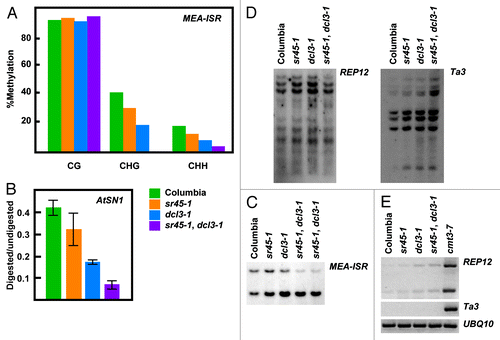 Figure 3.sr45–1 maintenance DNA methylation phenotype. (A) Sodium bisulfite analysis of an 180 base-pair region of the MEA-ISR locus. (B) AtSN1 Chop-qPCR assay. Genomic DNA was digested with the methylation sensitive enzyme HaeIII, which recognizes three sites in AtSN1. Amplification of AtSN1 was quantified by Real Time PCR, and signal was normalized to undigested DNA. HaeIII, is blocked by C methylation in GGCC context. (C) MEA-ISR DNA gel blot. MspI digested genomic DNA was probed with MEA-ISR. (D) REP12 and Ta3 DNA gel blot. MspI digested genomic DNA was probed with REP12 or Ta3. MspI is blocked by methylation of the external C in CCGG context. (E) RT-PCR showing expression levels of REP12 and Ta3. UBQ10 expression is showed as a loading control.
