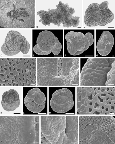 Figure 8. Electrapis prolata Wappler et Engel from Eckfeld and associated pollen grains. A. Female (worker caste) PE 2000/847a,b.LS. B‒D, K. LM micrographs. E‒J, L‒Q. SEM micrographs. B‒D. Clumps dominated by Iridoideae gen. et sp. indet. and Eudicot ord., fam., gen. et sp. indet. 2 pollen grains, also with pollen of Eudicot ord., fam., gen. et sp. indet. 3, and rare Anacardiaceae gen. et sp. indet. pollen grains. D‒J. Same clump rotated. G. Eudicot ord., fam., gen. et sp. indet. 2 pollen in equatorial view. H. Iridoideae gen. et sp. indet., detail of tectum surface. I. Eudicot ord., fam., gen. et sp. indet. 2, detail of tectum surface. J. Eudicot ord., fam., gen. et sp. indet. 3, detail of tectum surface. K‒Q. Same clump rotated. N. Iridoideae gen. et sp. indet., detail of tectum surface. O, P. Eudicot ord., fam., gen. et sp. indet. 2, detail of tectum surface. Q. Iridoideae gen. et sp. indet., detail of tectum surface. Scale bars – 1 mm (A), 10 µm (B‒F, K‒M), 1 µm (G‒J, N‒Q).