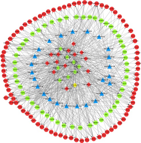 Figure 3 The miRNA–lncRNA–mRNA ceRNA network. The blue triangle node represents miRNA, the diamond node represents lncRNA, and the circular node represents mRNA. Red indicates upregulation, and green indicates downregulation.Abbreviations: lncRNAs, long non-coding RNAs; ceRNA, competing endogenous RNA.