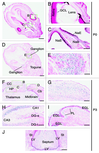 Figure 8. Brpf1 expression in neonate head sections. (A–E) β-Galactosidase staining was performed on transverse sections of neonate heads at P0. Two representative images are presented in (A) and (D). The three areas boxed in (A) and (D) are shown at higher magnification in (B), (C), and (E) as indicated. At P0, Brpf1 was highly expressed in the nasal epithelium (C) and ganglion (E). (F) β-Galactosidase staining was performed on frozen transverse head sections from P3 pups. Only a portion of a representative image is shown. (G–I) Enlarged images of the three areas boxed in (F) as indicated. (J) Image of the expression in the septum and the lateral ventricular zone. At P3, Brpf1 was widely expressed in the brain, including the neocortex (G), hippocampus (H), cerebellum (I), and mitral cell layer in the olfactory bulb (data not shown). Structures of the mouse brain were labeled according to published atlases.Citation54-Citation56 Abbreviations: CA1, cornu ammonis 1; CA3, cornu ammonis 3; DG-s, suprapyramidal blade of the dentate gyrus; DG-i, infrapyramidal blade of the dentate gyrus; GCL, ganglion cell layer of the retina; EGL, external germinal layer; HP, hippocampus; LV, lateral ventricle; NaE, nasal epithelium; NaB, nasal bone PL, Purkinje neuron layer; St, striatum. Scale bars, 1 mm (A) and (D), 200 μm (B and C), 100 μm (E and G–J) and 300 μm (F).