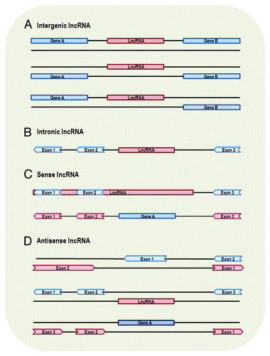 Figure 1. Genomic location and context of lncRNAs. Protein-coding genes and their exons are represented by blue color, while lncRNAs and their exons are represented by red color. Panels are mainly based on lncRNA location annotation of GENCODE.Citation4 (A) Intergenic lncRNA, transcribed intergenically from both strands. (B) Intronic lncRNA, transcribed entirely from introns of protein-coding genes. (C) Sense lncRNA, transcribed from the sense strand of protein-coding genes and contain exons from protein-coding genes, overlapping with part of protein-coding genes or covering the entire sequence of a protein-coding gene through an intron. (D) Antisense lncRNA, transcribed from the antisense strand of protein-coding genes, overlapping with exonic or intronic regions or covering the entire protein-coding sequence through an intron.