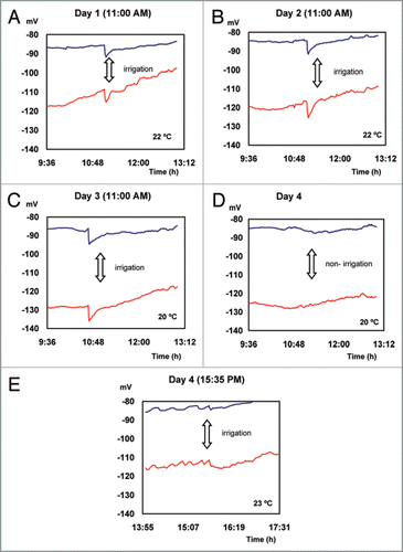 Figure 3 Action potentials induced by irrigation.