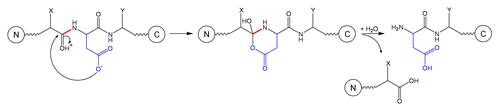 Schematic 3 Fragmentation at Xaa-Asp site.Citation3