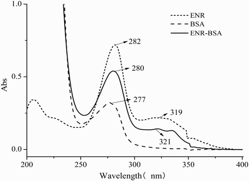 Figure 2. UV scanning spectrums of ENR, BSA and ENR–BSA conjugate.