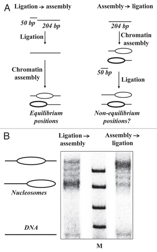 Figure 2 Nucleosomes occupy non-equilibrium positions before transcription by Pol II. (A) The experimental approach for analysis of the mechanism of nucleosome survival during transcription by Pol II. In previous transcription experimentsCitation14 nucleosome assembly on the 204-bp DNA fragment was conducted before ligation to the promoter-containing 50-bp fragment and transcription (on the right). To evaluate whether after such assembly → ligation nucleosomes occupy equilibrium positions on DNA, nucleosomes were assembled after ligation (ligation → assembly, on the left). In this case nucleosome positions are equilibrated during the process of assembly. (B) Nucleosomes were assembled before or after ligation to the promoter-containing DNA fragment by dialysis from 2 M NaCl and analyzed by native PAGE.Citation14 In the latter case nucleosome positions are equilibrated during reconstitution. Nucleosome mobility in the gel is dictated by nucleosome positioning on the 254 bp DNA fragment. Since nucleosomes occupy different positions after assembly before (right lane) and after ligation (left lane), nucleosomes occupied non-equilibrium positions before transcription by Pol II.