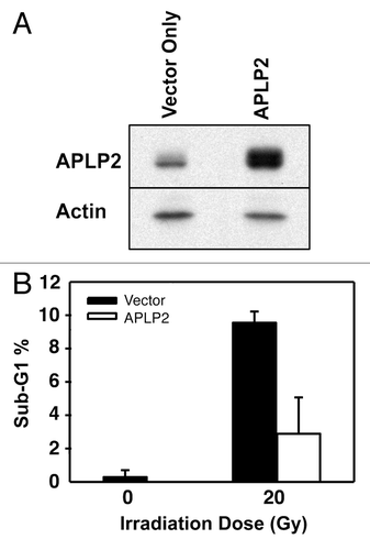 Figure 3. APLP2 reduces the sensitivity of TC71 Ewing sarcoma cells to irradiation-mediated apoptosis. (A) TC71 cells were seeded at 5 × 106 cells per 100 mm dish, and upon reaching 40–50% confluence at about 24 h they were transfected with the pCMV-Tag4A vector alone or with pCMV-Tag4A-APLP2. The transfected cells were collected at 48 h and lysed for use in western blots for APLP2 (and for actin, as a control). (B) TC71 cells at 40–50% confluence were transfected with the pCMV-Tag4A empty vector or with pCMV-Tag4A-APLP2 and incubated for 48 h. The cells were then irradiated (0 Gy or 20 Gy), incubated for an additional 24 h, harvested, fixed, stained with propidium iodide, and analyzed for DNA content by flow cytometry. The results in the graph depict the percentage of cells with sub-G1 DNA content in APLP2-overexpressing cells vs. vector only-transfected cells. Duplicate samples were used and error bars denote the percent confidence interval. The results shown are representative of results from 3 separate experiments.