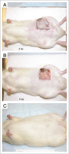 Figure 2 (A) Experimental animal on postoperative day one following microsurgical transplantation of a cryopreserved and thawed composite flap. (B) Appearance of transplant on postoperative day seven, with a small area of peripheral necrosis. (C) Appearance of transplant on postoperative day 60, with full survival of the transplant and normal hair growth.