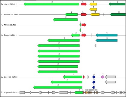 Figure 2 Graphical display of the chromosomal neighborhood of sbds genes in genomes of vertebrates. Arrows correspond to open reading frames encoding: red, Shwachman-Bodian-Diamond syndrome (NM_001008289.1 and pinned orthologs, green), tRNA-YW synthesizing protein (NP_001100607.1 (in Rattus norvegicus) and ortholog, multiple arrows in Xenopus tropicalis correspond to known transcripts), 3-claudin, 4-septin, 5-0610007 L01Rik protein, 6-hypothetical protein, 7-putative dual specificity testis-specific protein kinase 2 (EC 2.7.11.1), and 8-RABX5 (NP_001185988.1). 200 kbp regions are shown. Organisms are R. norvegicus, Mus musculus, Pan troglodytes, X. tropicalis, Gallus gallus, Tetraodon nigroviridis.