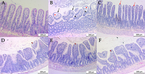 Figure 1 Representative histological slices of small intestine sections stained with hematoxylin/eosin: control group (A), intestinal ischemia-reperfusion injury (non-treated) (B), and animals treated with α-tocopherol (C), curcumin (D), 5 µg/kg dexmedetomidine (E), and 20 µg/kg dexmedetomidine (F). Control animals (A) show a well-preserved intestinal mucosal structure, where crypts and villi are well distinguished. The non-treated group (B) shows massive lifting of the epithelial layer around the whole villus (red asterisk), with complete loosening of the microvilli (black arrow); in addition, there is increased cellularity of the lamina propria, which is still preserved (black arrowhead). In treated animals (C–F), a subepithelial space starts to emerge (red arrow), known as Gruenhagen’s spaces, the extent of which increases the greater the intestinal damage (red arrowhead). Each bar represents the mean value and standard deviation.