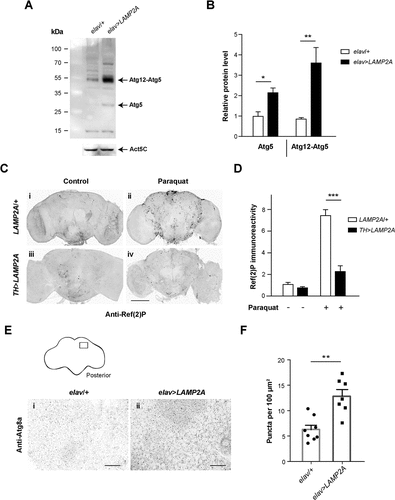 Figure 4. Human LAMP2A enhances macroautophagy in the Drosophila brain. (a, b) Effect of LAMP2A on Atg5 expression. (a) Western blot of head protein extracts from 10-day old control flies (elav/+) and flies expressing human LAMP2A in neurons (elav>LAMP2A) probed with anti-Atg5 antibody. LAMP2A expression markedly increased levels of Atg5 and of the Atg12-Atg5 complex that is required for autophagosome formation. Act5C served as a loading control. (b) Quantification of Atg5 protein and the Atg12-Atg5 complex from 3 independent western blot experiments. (c, d) Effect of LAMP2A on paraquat-induced Ref(2)P accumulation. (c) Anti-Ref(2)P immunostaining in whole-mount adult brains of LAMP2A/+ (panels i and ii) and TH>LAMP2A (panels iii and iv) flies exposed to paraquat (panels ii and iv) or not (panels i and iii). LAMP2A expression prevented paraquat-induced Ref(2)P accumulation (black puncta) suggesting that the human protein is able to maintain efficient autophagic flux under oxidative stress. Scale bar: 100 μm. (d) Quantification of Ref(2)P immunostaining in the central brain region normalized to LAMP2A/+ control not exposed to paraquat (n = 4 or 5 independent brains per condition). (e, f) Effect of LAMP2A on the number of Atg8a-positive puncta. (e) Anti-Atg8a immunostaining in whole-mount adult brains of elav/+ (panel i) and elav>LAMP2A (panel ii) flies. The inset scheme on top shows the posterior neuropil region that was magnified in panels i and ii and in which Atg8a puncta were counted. Scale bars: 10 µm. (f) Quantification of Atg8a-positive dots. Each black circle (elav/+) or square (elav>LAMP2A) represents the score for a different brain. The number of Atg8a puncta that reflect autophagosome formation was markedly increased in LAMP2A-expressing flies. Similar results were obtained in 3 independent experiments.