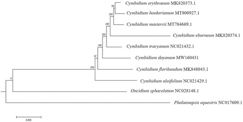 Figure 1. Phylogenetic position of C. dayanum inferred by maximum-likelihood (ML) of complete cp genome. The bootstrap values are shown next to the nodes.