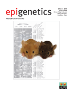 Cover image for Epigenetics, Volume 8, Issue 6, 2013