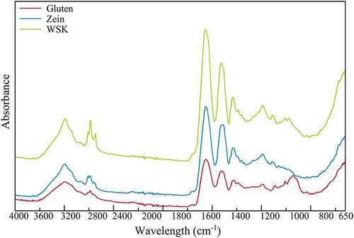 Figure 2. IR spectra of white sorghum kafirin (WSK), corn zein and vital wheat gluten.Figura 2. Espectros IR de la kafirina de sorgo blanco (WSK), la zeína de maíz y el gluten vital de trigo.