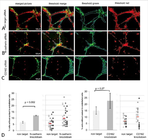 Figure 6. Quality and quantity analysis of HTR-8/SVneo and HUVEC tubuli interaction after N-cadherin and CD162 manipulation. Matrigel® co-culture (images top to bottom) after non target (A), N-cadherin specific (B) and CD162 specific (C) siRNA incubation (left to right) as original microscopic image, with Wimasis® analysis matrix, filtered for HUVEC (green) and HTR-8/SVneo cells (red). D shows the percentage of trophoblast cells without contact to endothelial cells as means, with standard deviation in bar graphs, as well as via dot blots where each colour represents one experiment performed and the red line depicts the median of all experiments done. (4 replicates N-cadherin, 3 replicates CD162).