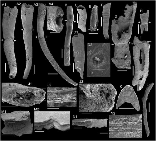 Fig. 2. Sphenothallus sp. from the early Cambrian Houjiashan and Mantou formations at the Dabeiwang section, Xuzhou County, northern Jiangsu Province. A1–A4, ELI-DBW_003; A1, A2, general view, constriction indicated by white arrows; A3, lateral view, constriction indicated by white arrows; A4, enlarged general view of apertural region of A2; B, ELI-DBW_018, lateral view, constriction indicated by white arrows; C, ELI-DBW_036, general view; D1, D2, ELI-DBW_034; D1, general view, white box showing circular hole; D2, enlarged general view of circular hole; E, ELI-DBW_057, interior view, showing the internal surface of the constriction; F, ELI-DBW_033, general view, showing low transverse ridges in the outer surface; G, ELI-DBW_006, general view, showing constriction indicated by white arrows; H, ELI-DBW_041, general view, growth displacement indicated by white arrows; I, ELI-DBW_019, general view, constriction indicated by white arrows separated from the thin wall; J1–J3, ELI-DBW_002; J1, transverse cross-section; J2, enlarged transverse cross-section of J1, showing lamellar structure of the thin wall; J3, enlarged transverse cross-section of J1, showing lamellar structure of the longitudinal thickenings; K, transverse cross-section of the longitudinal thickenings fragment; L, lateral view of the longitudinal thickenings. Scale bars represent: 500 μm (A1–A3, B–D1, E–I, L); 300 μm (A4, M1, N1); 200 μm (J1, K); 100 μm (D2); 50 μm (J3, M2); 30 μm (N2); 20 μm (J2).