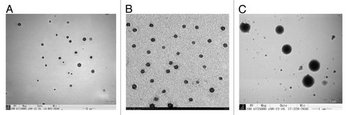 Figure 1. Transmission electron microscopy micrograph of the NDV vaccine nanoparticles. (A) pFNDV-PLGA-NPs(magnification 10,000 × ); (B) pFNDV-CS-NPs(magnification 30,000 × ); (C) NDV-CS-NPs (magnification 25,000 × ). Abbreviations: NDV, Newcastle disease virus; pFNDV-PLGA-NPs, the F gene of Newcastle disease virus encapsulated in PLGA nanoparticles; pFNDV-CS-NPs, Newcastle disease virus F gene encapsulated in chitosan nanoparticles; NDV-CS-NPs, lentogenic live-virus vaccine against Newcastle disease virus.