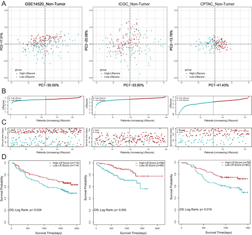 Figure 3 Establishment and validation of LR gene signature to predict clinical outcome for HCC patients. (A) Principal component analysis (PCA) based on LR score levels in non-tumor tissues in GSE14520, ICGC-LIHC and CPTAC-LIHC. (B and C) Distribution of patient survival status and survival time according to the LR score in non-tumor tissues in GSE14520, ICGC-LIHC and CPTAC-LIHC. (D) Overall survival curves in non-tumor tissues in GSE14520, ICGC-LIHC and CPTAC-LIHC.