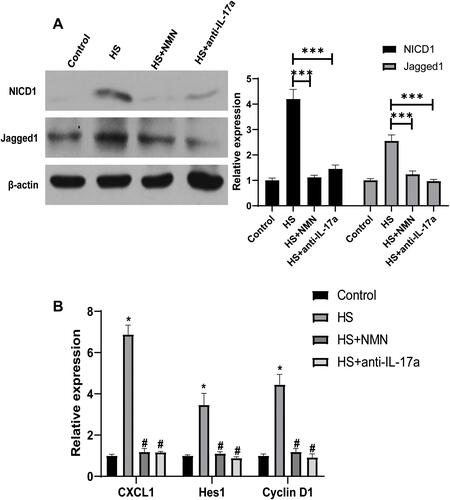 Figure 6 Notch pathway involved in the effect of IL-17a/NMN on CEC/macrophage co-culture system. (A) The expression of NICD1 and Jagged1 in macrophage cultured with control CEC, CEC in HS, NMN-treated CEC in HS and CEC in HS in combination of anti-IL-17a treatment, n=3, data presented as mean ± SD. One-way ANOVA with SNK multiple comparisons test. ***P<0.001. (B) The expression of target genes of Notch pathway in macrophage cultured with control CEC, CEC in HS, NMN-treated CEC in HS and CEC in HS in combination of anti-IL-17a treatment, n=4, data presented as mean ± SD. One-way ANOVA with SNK multiple comparisons test. *Comparing with the control group, P<0.05; #comparing with the HS group, P<0.05.