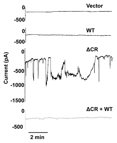 Figure 1 Spontaneous inward currents induced by expression of ΔCR PrP in HEK cells. HEK cells expressing vector, WT PrP, ΔCR PrP or ΔCR + WT PrP were analyzed by whole-cell patch-clamping. Recordings were made at a holding potential of −80 mV. Spontaneous current activity was observed only in cells expressing ΔCR PrP, and was suppressed by co-expression of WT PrP.