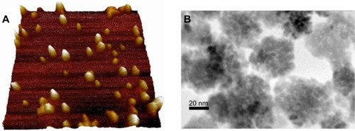 Figure 8 Atomic force microscopy of SPIO particles (A). Scan rate 0.3 Hz, scan size 1 μm2, the height of NPs is 0 (dark part)–34 (light part) nm in z axis. Image resolution is 256 pixels. TEM images (B) of densely packed condensed clusters of SPIO nanoparticles.Abbreviations: SPIO, superparamagnetic iron oxide; TEM, transmission electron microscopy; NPs, nanoparticles.