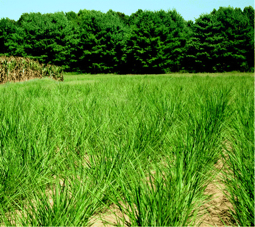 Figure 1.  Miscanthus giganteus planting using plugs near Dixon Springs, IL, USA (latitude 37.4535° N), 12 weeks after planting.