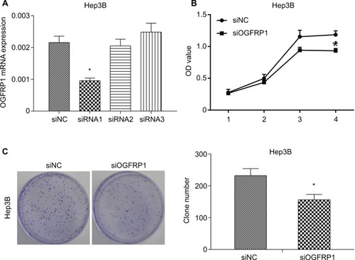 Figure 1 Inhibition of proliferation of Hep3B cells by downregulation of lncRNA OGFRP1.Notes: (A) Three candidate siRNAs are synthesized, and siRNA1 inhibited the expression of lncRNA OGFRP1 most effectively. (B) CCK-8 assay indicated that OD values of Hep3B cells were significantly decreased when transfected with siOGFRP1. (C) Cell clone number was significantly decreased when transfected with siOGFRP1. All experiments were repeated three times. *P < 0.05.Abbreviations: lncRNA, long noncoding RNA; CCK-8, cell counting kit-8.