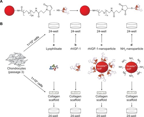 Figure 1 Chemical synthesis of IGF-1 nanoparticles and application for in vitro cultivation of dedifferentiated chondrocytes.Notes: (A) Conjugation of the thiolated IGF-1 to PEG24-maleimide functionalized red fluorescent silica nanoparticles (sicastar®-redF). (B) In passage three, chondrocytes were seeded either on plastic (2-D; upper panel) or on a collagen scaffold (3-D; lower panel) with a concentration of 1×105 cells per 1 cm2. Cells were incubated with (a) platelet growth factor lyophilisate (771 pg/μL IGF-1, 517 pg/mL TGF-β1, 2.46 pg/mL VEGF, 2.20 pg/mL basic FGF); (b) 50 ng/mL rhIGF-1; (c) red-fluorescent rhIGF-1-coupled silica nanoparticles (12.5 μg/mL particle suspension =50 ng/mL rhIGF-1); or (d) red-fluorescent control silica nanoparticles (12.5 μg/mL particle suspension =50 ng/mL NH2) for 48 and 96 hours, as well as for 3, 7, and 14 days. The supplements (lyophilisate, rhIGF-1, nanoparticles) were only added in the beginning, when the cells were seeded. During cultivation over 14 days, medium (without supplements) was changed every 2–3 days.Abbreviations: IGF-1, insulin-like growth factor 1; TGF-β1, transforming growth factor beta 1; VEGF, vascular endothelial growth factor; FGF, fibroblast growth factor; rhIGF-1, recombinant human IGF-1.
