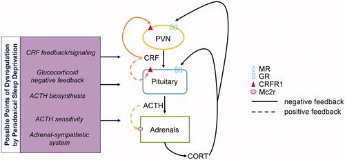 Figure 5. A schematic representation of the feedback loops involved in HPA axis function that are altered following sleep restriction. Animals that underwent sleep restriction showed changes in the CRF and ACTH pathways via alterations in their cognate receptors. Changes in CRFR1 in females might be indicative of changes up or downstream of the PVN altering HPA axis reactivity (top left). Alterations in POMC and Mc2r might represent a dysregulation of ACTH secretion or alterations in ACTH sensitivity at the level of the adrenal (bottom left). Furthermore, some possible changes were found in glucocorticoid feedback via alterations in MR and GR expression at the level of the pituitary (right). These suggest possible pathways that might be contributing to the dysregulation in HPA axis reactivity following sleep restriction. MR: Mineralocorticoid receptor; GR: glucocorticoid receptor; Mc2r: melanocortin receptor 2; ACTH: adrenocorticotropic hormone; CRFR1: corticotropin releasing factor receptor 1; POMC: proopiomelanocortin.